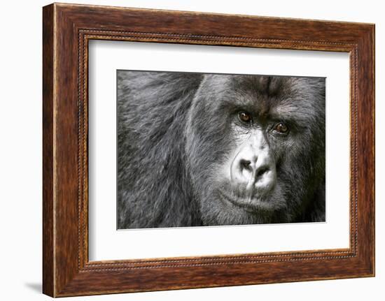 Africa, Rwanda, Volcanoes National Park. Portrait of a silverback mountain gorilla.-Ellen Goff-Framed Photographic Print