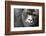 Africa, Rwanda, Volcanoes National Park. Portrait of a silverback mountain gorilla.-Ellen Goff-Framed Photographic Print