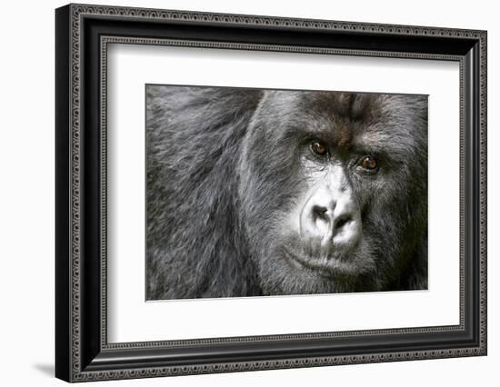 Africa, Rwanda, Volcanoes National Park. Portrait of a silverback mountain gorilla.-Ellen Goff-Framed Photographic Print