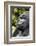 Africa, Rwanda, Volcanoes National Park. Portrait of a silverback mountain gorilla.-Ellen Goff-Framed Photographic Print