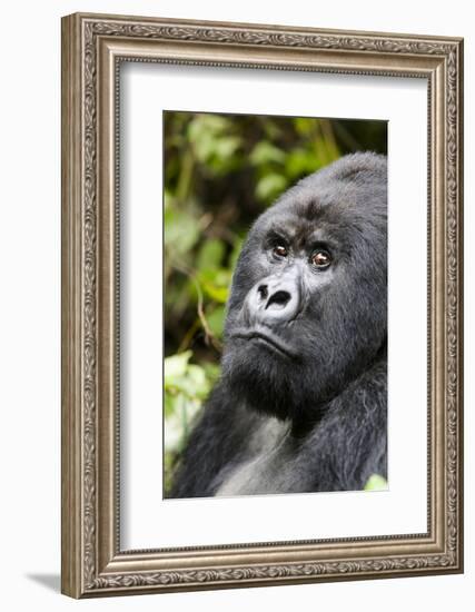 Africa, Rwanda, Volcanoes National Park. Portrait of a silverback mountain gorilla.-Ellen Goff-Framed Photographic Print