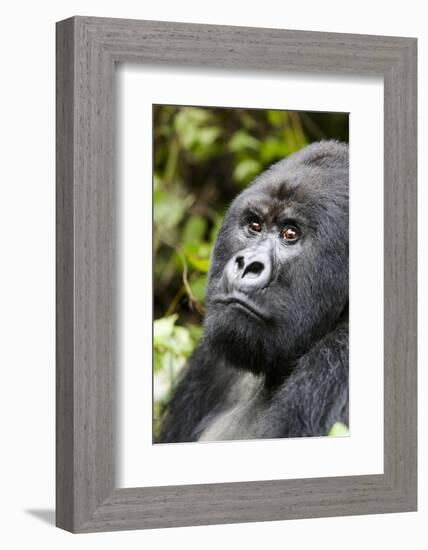 Africa, Rwanda, Volcanoes National Park. Portrait of a silverback mountain gorilla.-Ellen Goff-Framed Photographic Print