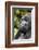 Africa, Rwanda, Volcanoes National Park. Portrait of a silverback mountain gorilla.-Ellen Goff-Framed Photographic Print