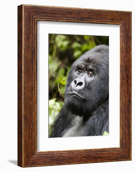 Africa, Rwanda, Volcanoes National Park. Portrait of a silverback mountain gorilla.-Ellen Goff-Framed Photographic Print