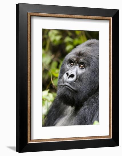 Africa, Rwanda, Volcanoes National Park. Portrait of a silverback mountain gorilla.-Ellen Goff-Framed Photographic Print