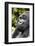 Africa, Rwanda, Volcanoes National Park. Portrait of a silverback mountain gorilla.-Ellen Goff-Framed Photographic Print