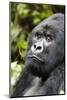 Africa, Rwanda, Volcanoes National Park. Portrait of a silverback mountain gorilla.-Ellen Goff-Mounted Photographic Print