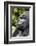 Africa, Rwanda, Volcanoes National Park. Portrait of a silverback mountain gorilla.-Ellen Goff-Framed Photographic Print