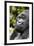 Africa, Rwanda, Volcanoes National Park. Portrait of a silverback mountain gorilla.-Ellen Goff-Framed Premium Photographic Print