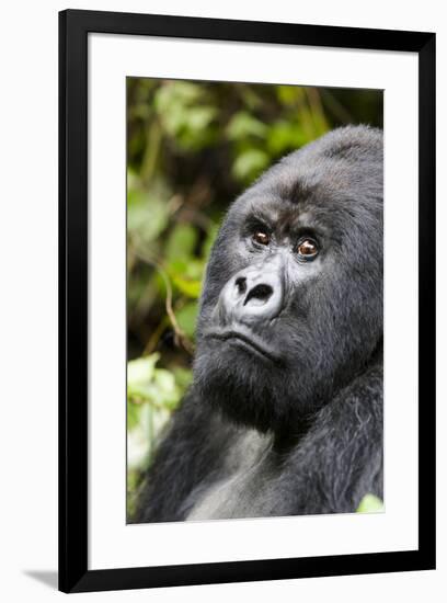 Africa, Rwanda, Volcanoes National Park. Portrait of a silverback mountain gorilla.-Ellen Goff-Framed Premium Photographic Print