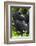 Africa, Rwanda, Volcanoes National Park. Portrait of a silverback mountain gorilla.-Ellen Goff-Framed Photographic Print