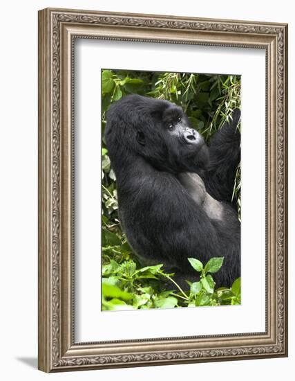 Africa, Rwanda, Volcanoes National Park. Portrait of a silverback mountain gorilla.-Ellen Goff-Framed Photographic Print