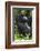 Africa, Rwanda, Volcanoes National Park. Portrait of a silverback mountain gorilla.-Ellen Goff-Framed Photographic Print