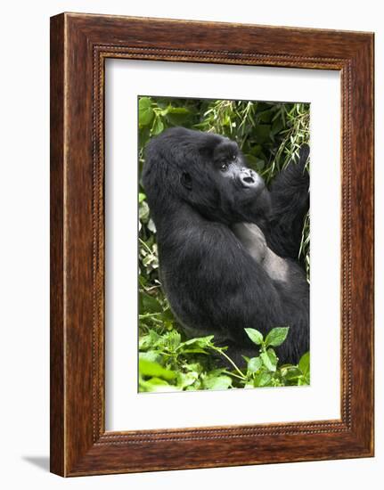 Africa, Rwanda, Volcanoes National Park. Portrait of a silverback mountain gorilla.-Ellen Goff-Framed Photographic Print