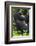 Africa, Rwanda, Volcanoes National Park. Portrait of a silverback mountain gorilla.-Ellen Goff-Framed Photographic Print