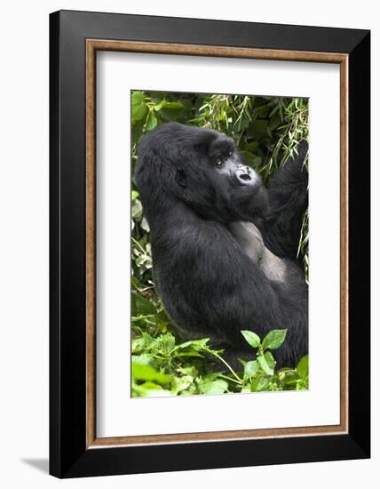 Africa, Rwanda, Volcanoes National Park. Portrait of a silverback mountain gorilla.-Ellen Goff-Framed Photographic Print