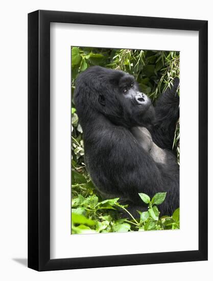 Africa, Rwanda, Volcanoes National Park. Portrait of a silverback mountain gorilla.-Ellen Goff-Framed Photographic Print