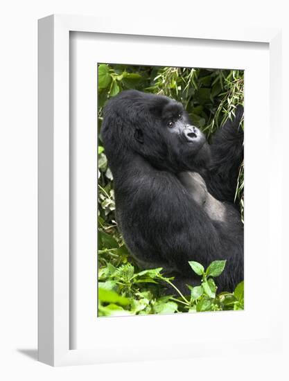 Africa, Rwanda, Volcanoes National Park. Portrait of a silverback mountain gorilla.-Ellen Goff-Framed Photographic Print