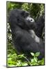 Africa, Rwanda, Volcanoes National Park. Portrait of a silverback mountain gorilla.-Ellen Goff-Mounted Photographic Print