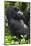 Africa, Rwanda, Volcanoes National Park. Portrait of a silverback mountain gorilla.-Ellen Goff-Mounted Photographic Print