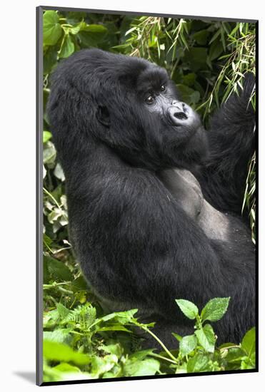 Africa, Rwanda, Volcanoes National Park. Portrait of a silverback mountain gorilla.-Ellen Goff-Mounted Photographic Print