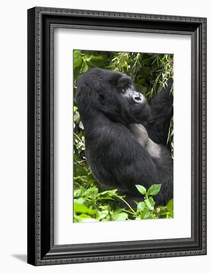 Africa, Rwanda, Volcanoes National Park. Portrait of a silverback mountain gorilla.-Ellen Goff-Framed Photographic Print