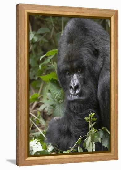 Africa, Rwanda, Volcanoes National Park. Portrait of a silverback mountain gorilla.-Ellen Goff-Framed Premier Image Canvas