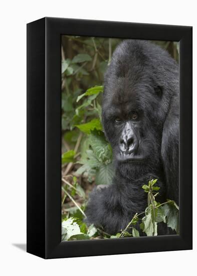 Africa, Rwanda, Volcanoes National Park. Portrait of a silverback mountain gorilla.-Ellen Goff-Framed Premier Image Canvas