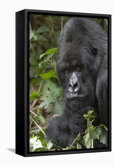 Africa, Rwanda, Volcanoes National Park. Portrait of a silverback mountain gorilla.-Ellen Goff-Framed Premier Image Canvas