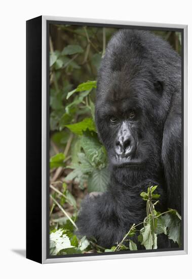 Africa, Rwanda, Volcanoes National Park. Portrait of a silverback mountain gorilla.-Ellen Goff-Framed Premier Image Canvas