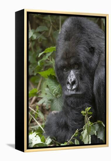 Africa, Rwanda, Volcanoes National Park. Portrait of a silverback mountain gorilla.-Ellen Goff-Framed Premier Image Canvas