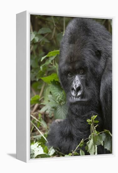 Africa, Rwanda, Volcanoes National Park. Portrait of a silverback mountain gorilla.-Ellen Goff-Framed Premier Image Canvas