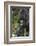 Africa, Rwanda, Volcanoes National Park. Portrait of a silverback mountain gorilla.-Ellen Goff-Framed Photographic Print