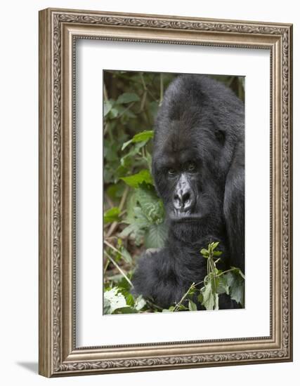 Africa, Rwanda, Volcanoes National Park. Portrait of a silverback mountain gorilla.-Ellen Goff-Framed Photographic Print