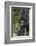 Africa, Rwanda, Volcanoes National Park. Portrait of a silverback mountain gorilla.-Ellen Goff-Framed Photographic Print