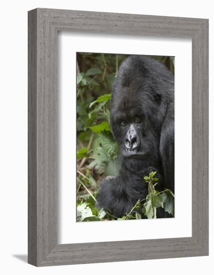 Africa, Rwanda, Volcanoes National Park. Portrait of a silverback mountain gorilla.-Ellen Goff-Framed Photographic Print