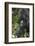 Africa, Rwanda, Volcanoes National Park. Portrait of a silverback mountain gorilla.-Ellen Goff-Framed Photographic Print