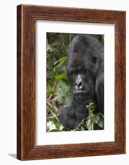 Africa, Rwanda, Volcanoes National Park. Portrait of a silverback mountain gorilla.-Ellen Goff-Framed Photographic Print