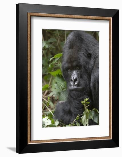 Africa, Rwanda, Volcanoes National Park. Portrait of a silverback mountain gorilla.-Ellen Goff-Framed Photographic Print