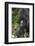 Africa, Rwanda, Volcanoes National Park. Portrait of a silverback mountain gorilla.-Ellen Goff-Framed Photographic Print