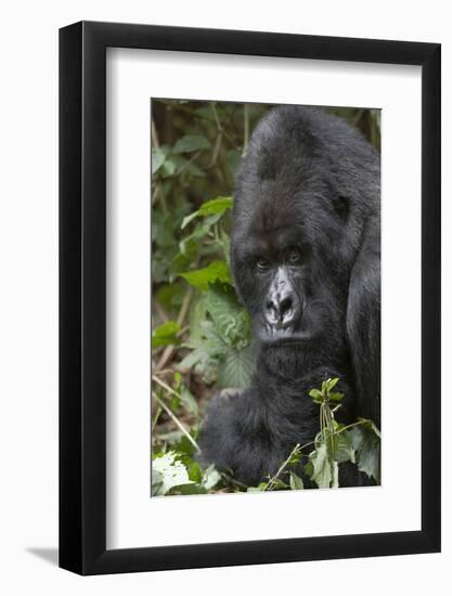 Africa, Rwanda, Volcanoes National Park. Portrait of a silverback mountain gorilla.-Ellen Goff-Framed Photographic Print