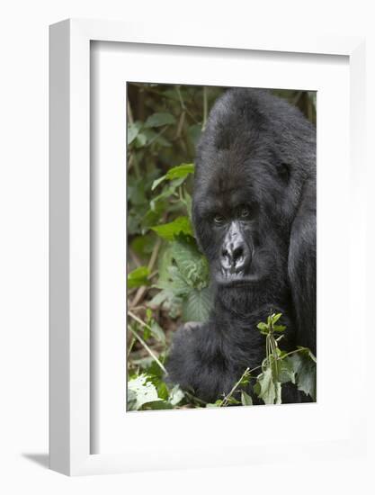 Africa, Rwanda, Volcanoes National Park. Portrait of a silverback mountain gorilla.-Ellen Goff-Framed Photographic Print