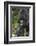 Africa, Rwanda, Volcanoes National Park. Portrait of a silverback mountain gorilla.-Ellen Goff-Framed Photographic Print