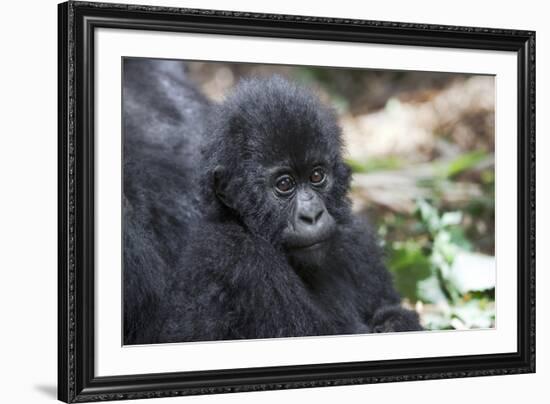 Africa, Rwanda, Volcanoes National Park. Portrait of a young mountain gorilla.-Ellen Goff-Framed Photographic Print