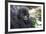 Africa, Rwanda, Volcanoes National Park. Portrait of a young mountain gorilla.-Ellen Goff-Framed Photographic Print