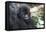 Africa, Rwanda, Volcanoes National Park. Portrait of a young mountain gorilla.-Ellen Goff-Framed Premier Image Canvas