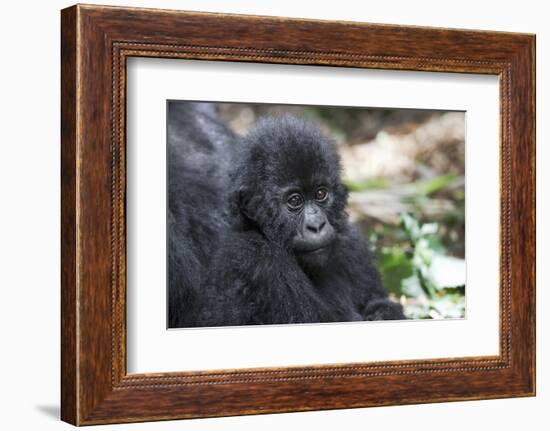 Africa, Rwanda, Volcanoes National Park. Portrait of a young mountain gorilla.-Ellen Goff-Framed Photographic Print