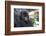 Africa, Rwanda, Volcanoes National Park. Portrait of a young mountain gorilla.-Ellen Goff-Framed Photographic Print