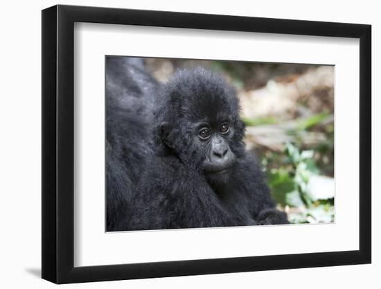 Africa, Rwanda, Volcanoes National Park. Portrait of a young mountain gorilla.-Ellen Goff-Framed Photographic Print