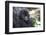 Africa, Rwanda, Volcanoes National Park. Portrait of a young mountain gorilla.-Ellen Goff-Framed Photographic Print